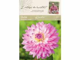 Dalia ogrodowa Kometa kolekcja dalii W.LEGUTKO