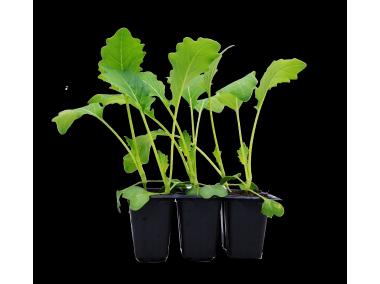 Zdjęcie: Sadzonki pikowane kalafiora 6 szt. 4 FLOWER