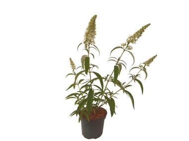 Zdjęcie: Buddleja Davidii White Profusion ŁAZUCCY