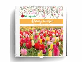 Kompozycja cebul kwiatowych Barwy radości W.LEGUTKO