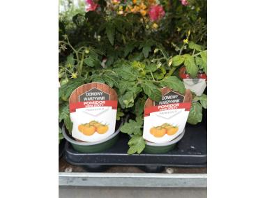 Zdjęcie: Sadzonka pomidora żółtego 4 FLOWER