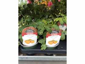 Sadzonka pomidora żółtego 4 FLOWER