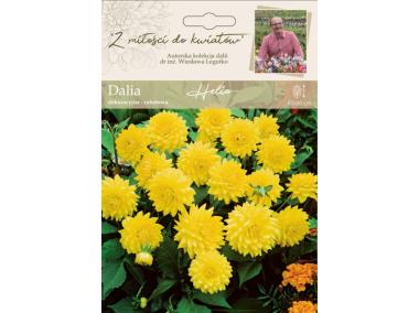Zdjęcie: Dalia ogrodowa Helio kolekcja dalii W.LEGUTKO