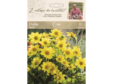 Zdjęcie: Dalia ogrodowa Eris kolekcja dalii W.LEGUTKO