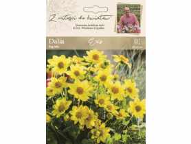 Dalia ogrodowa Eris kolekcja dalii W.LEGUTKO