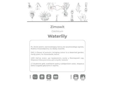 Zdjęcie: Zimowit Waterlily lilaróżowy 1 sztuka W.LEGUTKO