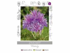 Zimowit Waterlily lilaróżowy 1 sztuka W.LEGUTKO