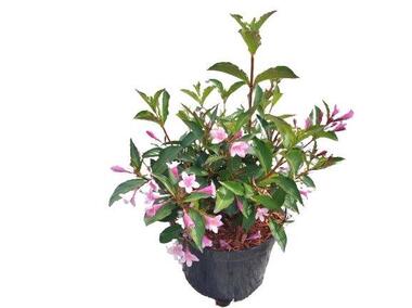 Zdjęcie: Krzewuszka Styriaca C2 30-40 cm ŁAZUCCY