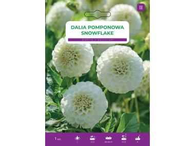 Zdjęcie: Dalia ogrodowa Snowflake LEGUTKO