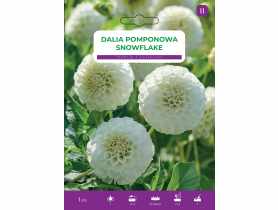 Dalia ogrodowa Snowflake LEGUTKO