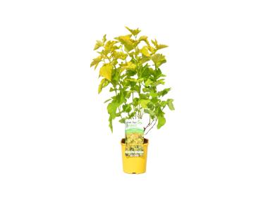 Zdjęcie: Pęcherznica kalinolistna C2 CLEMATIS