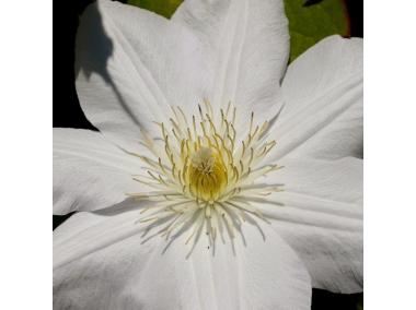 Zdjęcie: Clematis Jan Paweł II WĘDROWSCY