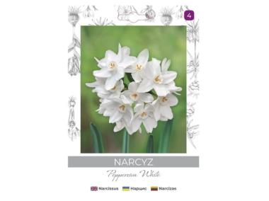 Zdjęcie: Narcyz Pepperziva White biały 3 sztuki W.LEGUTKO