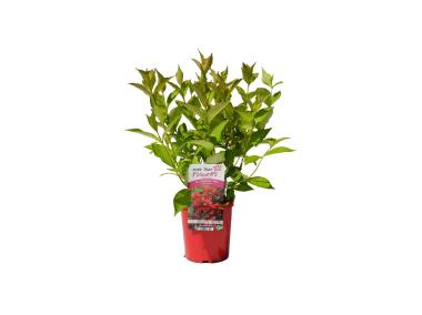 Zdjęcie: Krzewuszka cudowna premium C2 CLEMATIS