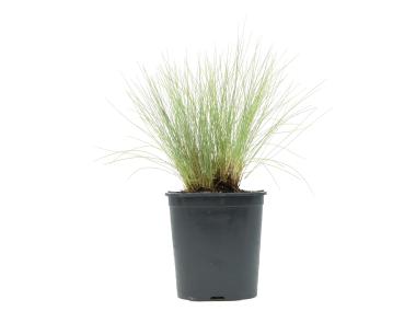 Zdjęcie: Kostrzewa sina GARTENLAND