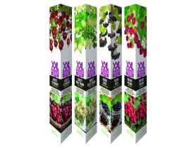 Aronia GARTENLAND