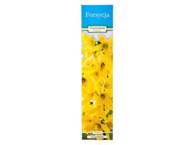 Zdjęcie: Forsycja GARTENLAND