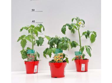 Zdjęcie: Pomidor koktajlowy mix 4 FLOWER