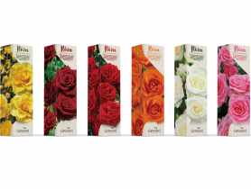 Róża w balocie wielokwiatowa, rabatowa, pnąca GARTENLAND