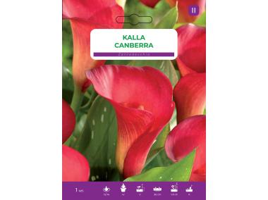 Zdjęcie: Kalla Pink LEGUTKO