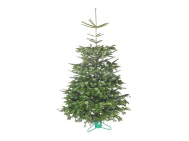 Zdjęcie: Jodła kaukaska cięta Home 150-175 cm BPS