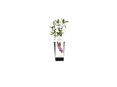 Zdjęcie: Budleja Pink Delight GARTENLAND