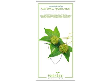 Zdjęcie: Ambrowiec amerykański C2 GARTENLAND