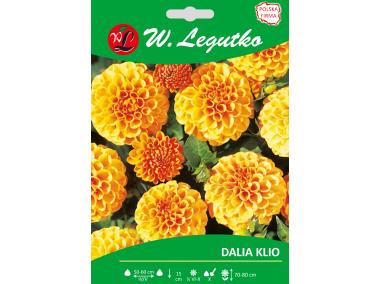 Zdjęcie: Dalia ogrodowa Klio seria tradycyjna W.LEGUTKO