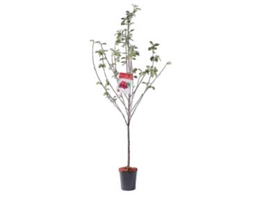 Zdjęcie: Wiśnia 160-170 cm - 5 L GARTENLAND