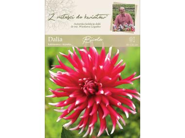 Zdjęcie: Dalia ogrodowa Bicola W. LEGUTKO