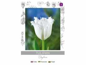Tulipan Daytona biały 3 sztuki W.LEGUTKO