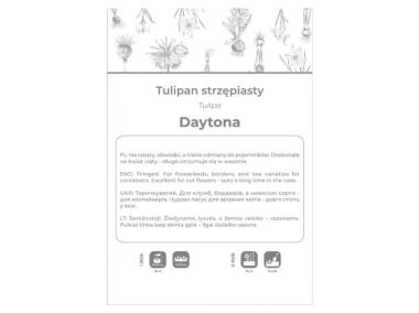 Zdjęcie: Tulipan Daytona biały 3 sztuki W.LEGUTKO