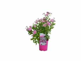 Tawuła japońska Genpei C2 CLEMATIS