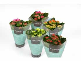 Kwiat doniczkowy Kalanchoe KAMA
