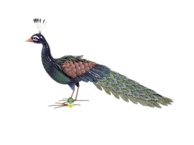 Zdjęcie: Figurka pawia ze złożonym ogonem Peacky 0,28 x 0,94 x 0,52 m NORTENE