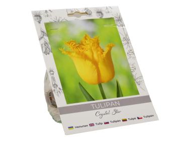 Zdjęcie: Tulipan Crystal Star W.LEGUTKO