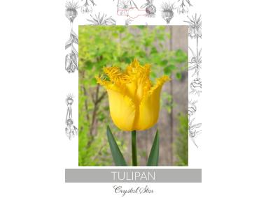 Zdjęcie: Tulipan Crystal Star W.LEGUTKO