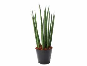 Sansevieria Cylindryczna