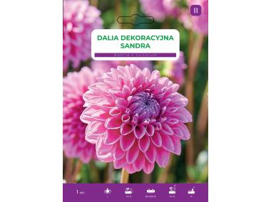 Zdjęcie: Dalia ogrodowa Sandra LEGUTKO