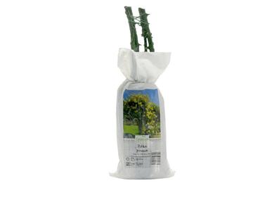 Zdjęcie: Róża pnąca mix kolorów GARTENLAND