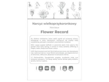 Zdjęcie: Narcyz Flower Record biało-żółty 3 sztuki W.LEGUTKO