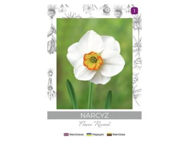 Zdjęcie: Narcyz Flower Record biało-żółty 3 sztuki W.LEGUTKO
