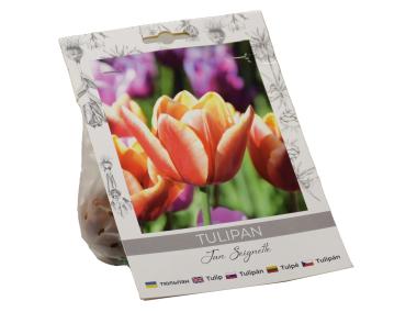 Zdjęcie: Tulipan Jan Seignette W.LEGUTKO