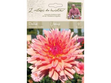 Zdjęcie: Dalia ogrodowa Venus kolekcja dalii W.LEGUTKO