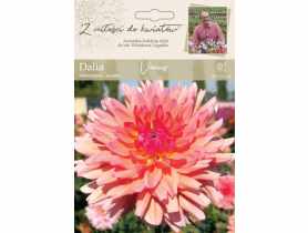 Dalia ogrodowa Venus kolekcja dalii W.LEGUTKO