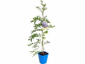 Glicynia C2 CLEMATIS