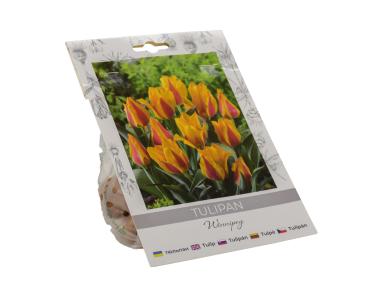 Zdjęcie: Tulipan Winnipeg W.LEGUTKO