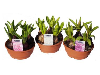 Zdjęcie: Kompozycja cebul w misie 15 cm CYGANEK