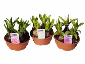 Kompozycja cebul w misie 15 cm CYGANEK