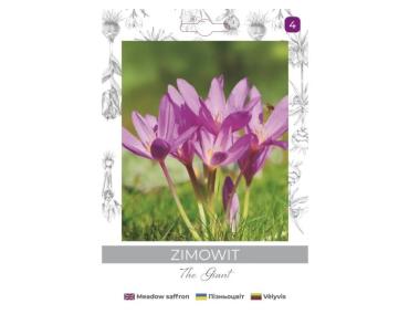 Zdjęcie: Zimowit The Giant lilaróżowy 1 sztuka W.LEGUTKO